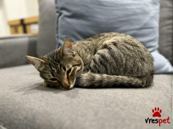 Ράτσα: Άγνωστο - Ημίαιμο | Ηλικία: 7 μηνών | Φύλο: Αρσενικό | Αρ. Microchip: - | Ημίαιμο | Περιοχή: Νέα Σμύρνη, Αττική